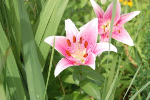 wild lilly