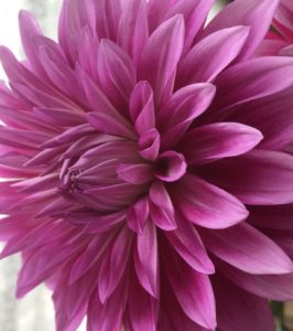Dahlia "Eagle Eye"