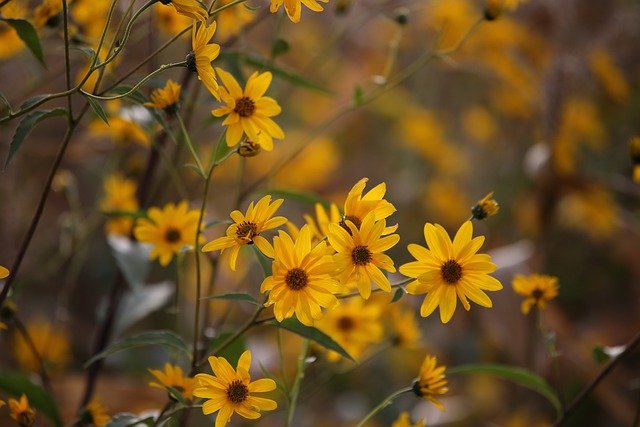 arnica wild flower